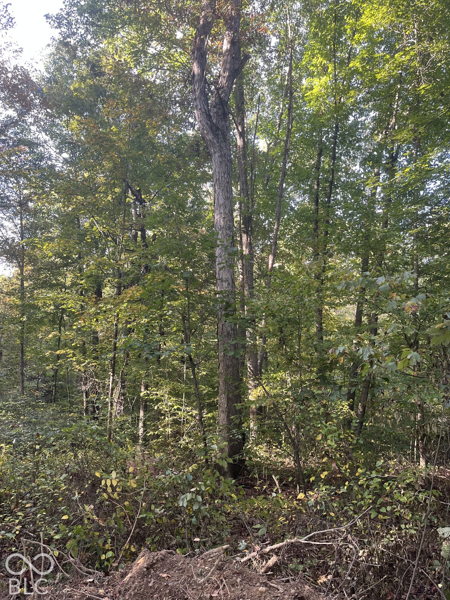Tract 6 Sunnyside Rd, Deputy, IN, 47230 photo 4 of 11