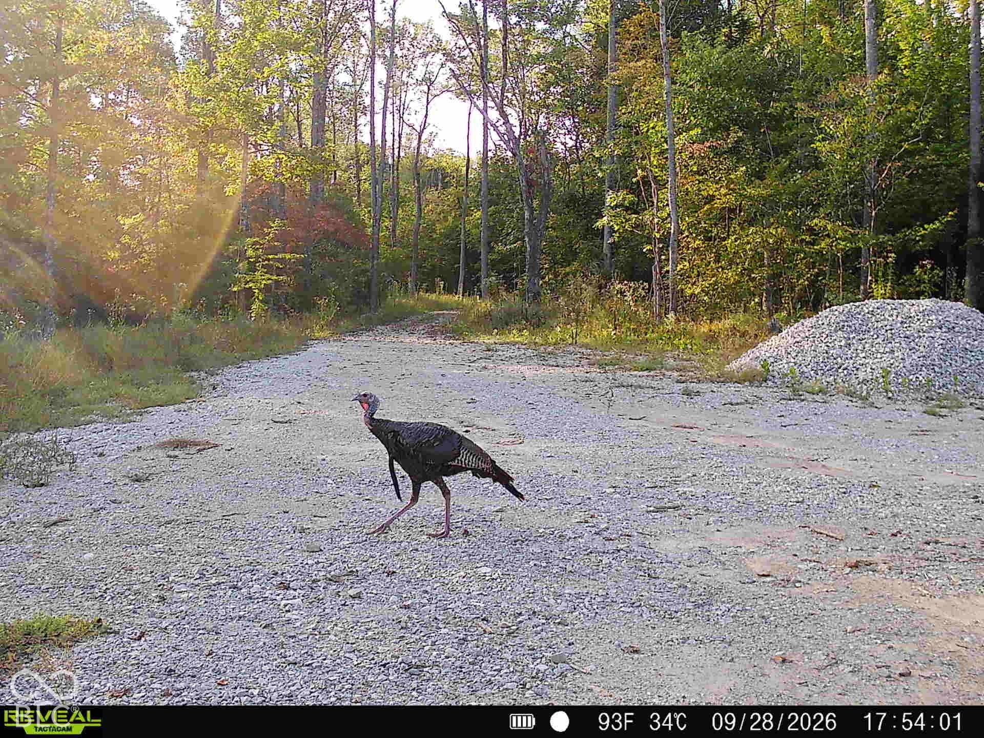 6 Fiscus Cemetery Rd & Reynolds Rd Road, Coal City, IN, 47427 photo 5 of 57