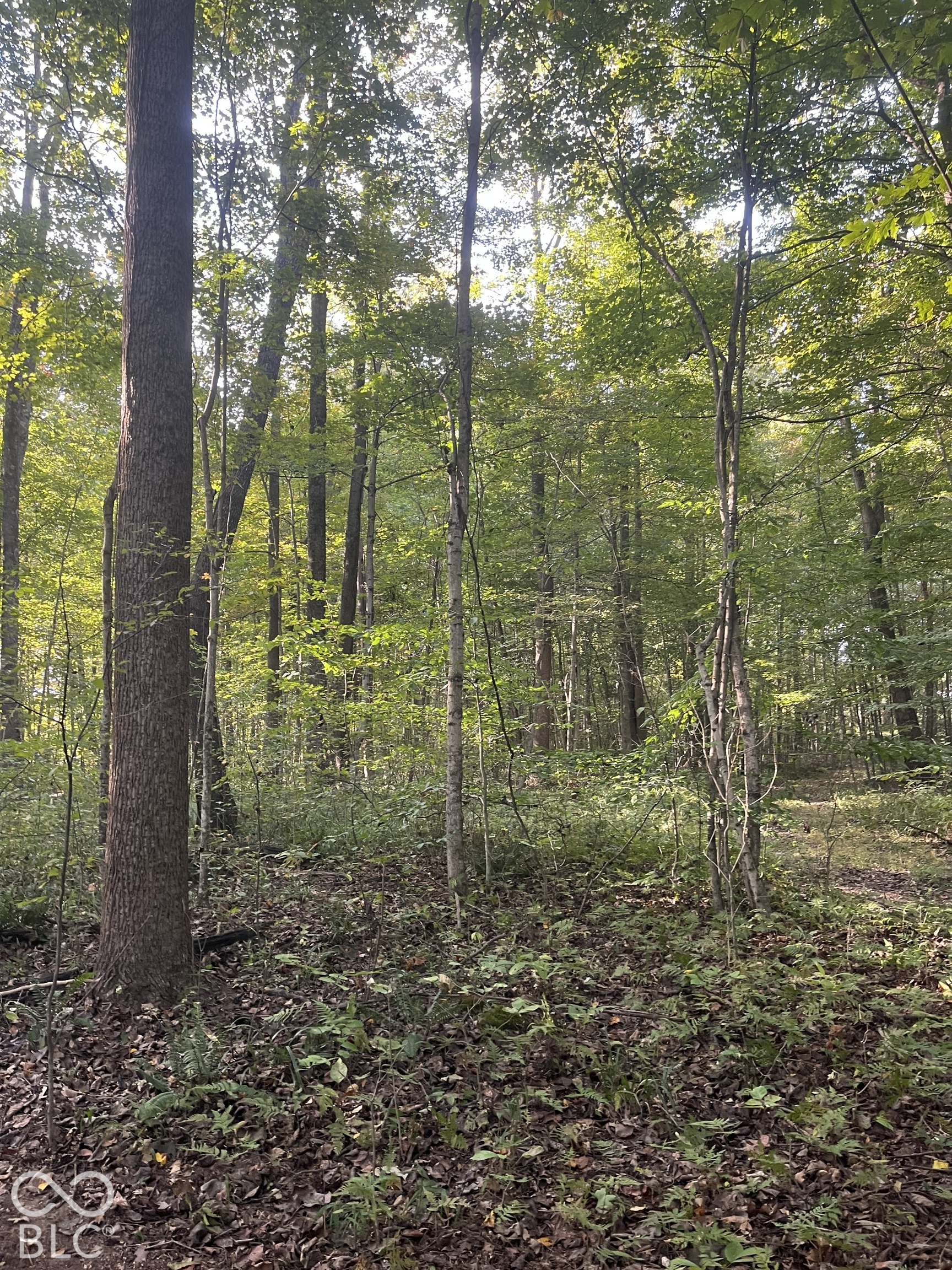 Tract 7 Sunnyside Road, Deputy, IN, 47230 photo 5 of 9