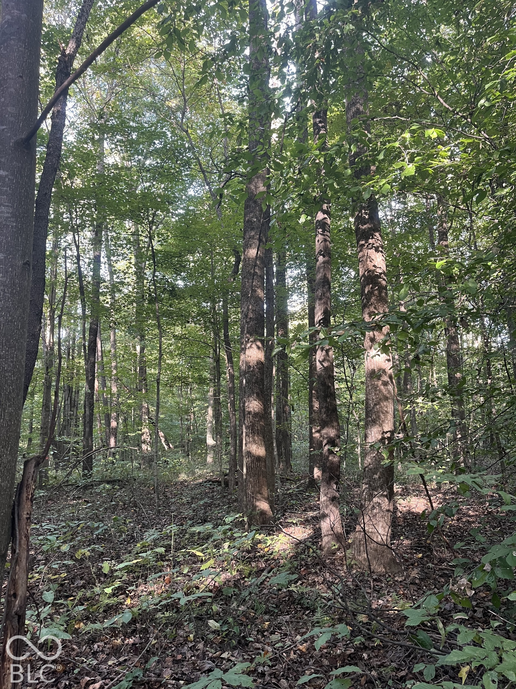 Tract 8 Sunnyside Road, Deputy, IN, 47230 photo 5 of 11